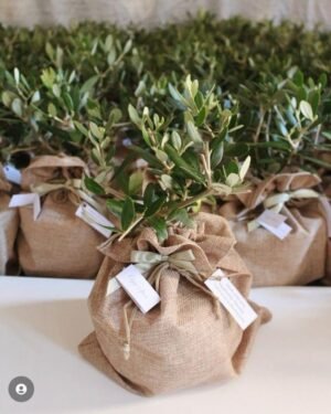 Domat Erken Hasat Zeytinyağı (500 ml)